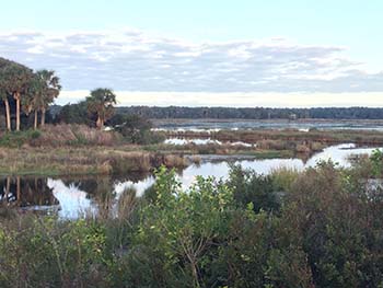 Spartina can be an indicator of saltwater intrusion