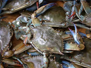 Blue crabs