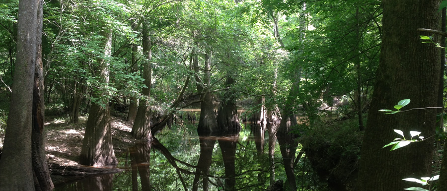 Congaree National Park